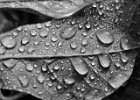 LEAVES AND RAINDROPS 